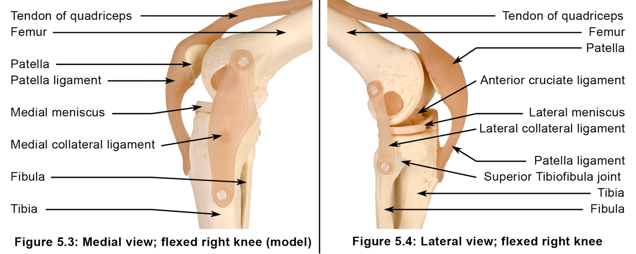 Figura 2: El complex de l’articulació del genoll: model d’ossos i lligaments (de theApplied Anatomy and Physiology of Yoga’, Borg-Olivier and Machliss, 2005) anatomia de l’articulació del genoll per a ioga