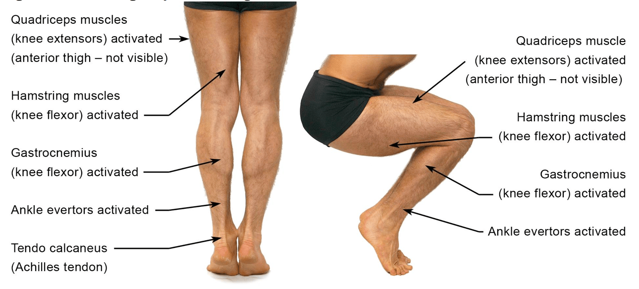 Figura 8: Grups de músculs que cal reforçar al voltant del genoll (de Applied Anatomy and Physiology of Yoga', Borg-Olivier and Machliss, 2005) Figure 08